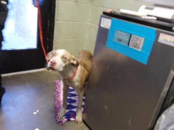 OAKLEY -  Pit Bull Terrier Dog for Adoption in Tulsa, Oklahoma - OAKLEY | PetCurious