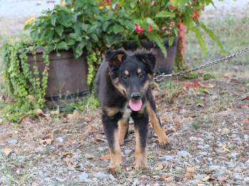 LADDIE -  Shetland Sheepdog Sheltie Dog for Adoption in Humboldt, Tennessee - LADDIE | PetCurious