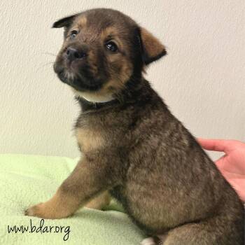 Zanga -  Akita and Mixed Breed Dog Available for Adoption in Cheyenne, Wyoming - Zanga | PetCurious