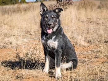 Mixed Breed Dogs Available for Adoption - PRINCE | PetCurious