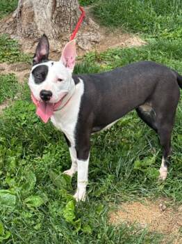Labrador Retriever and Pit Bull Terrier Dogs Available for Adoption in Springfield, Illinois - Beauty | PetCurious