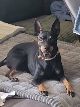 German Pinscher Dogs Available for Adoption in Tustin, California - Dee Dee - Available For Adoption  | PetCurious