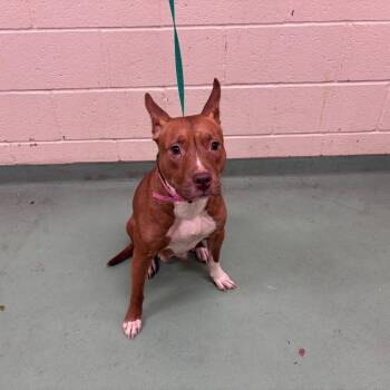 Mixed Breed Dogs Available for Adoption in Memphis, Tennessee - Sapphire | PetCurious