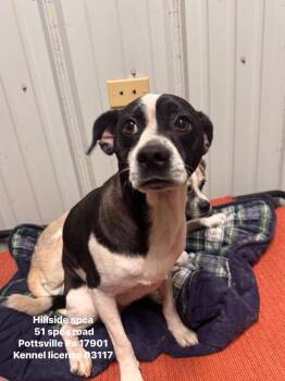 Daffy -  Jack Russell Terrier and Pug Dog for Adoption in Pottsville, Pennsylvania - Daffy | PetCurious