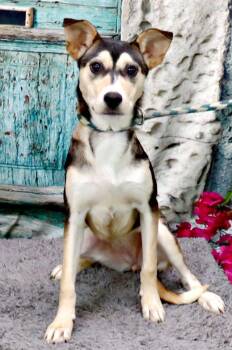 Nicole -  Husky and Labrador Retriever Dog for Adoption in Lexington, Virginia - Nicole | PetCurious