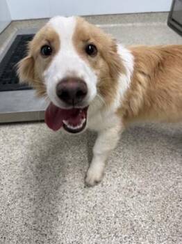 Mixed Breed Dogs Available for Adoption in Lafayette, Indiana - Oliver | PetCurious