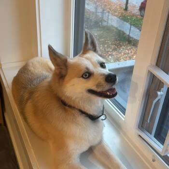 Pomsky Dogs Available for Adoption in Surrey, British Columbia - Miku | PetCurious
