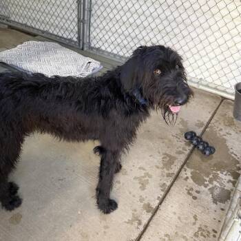 Jentry -  Labrador Retriever and Poodle Dog for Adoption in San Diego, California - Jentry | PetCurious