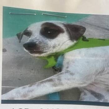 Wagyu -  Jack Russell Terrier Dog for Adoption in Reno, Nevada - Wagyu | PetCurious