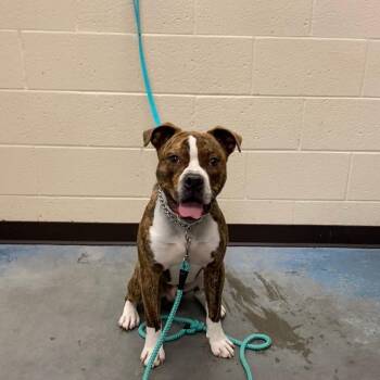 Mixed Breed Dogs Available for Adoption - Bullet | PetCurious