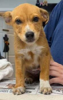 Savannah -  Australian Cattle Dog Blue Heeler Dog for Adoption in Waunakee, Wisconsin - Savannah | PetCurious