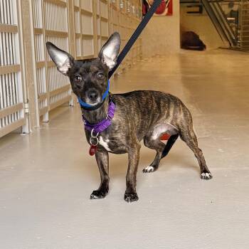 Chihuahua Dogs Available for Adoption in Chicago, Illinois - Charlie | PetCurious