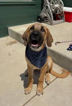 DENNYS -  Labrador Retriever and Mixed Breed Dog for Adoption in Leesburg, Virginia - DENNYS | PetCurious