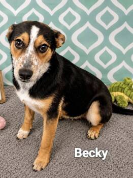 Becky -  Hound Dog for Adoption in Manchester, Connecticut - Becky | PetCurious