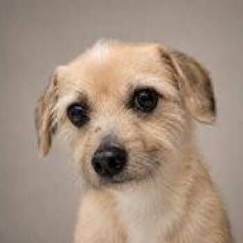 Dolce -  Mixed Breed Dog for Adoption in Leander, Texas - Dolce | PetCurious