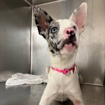 Bessie A5798879 -  Australian Shepherd and Mixed Breed Dog for Adoption in Los Angeles, California - Bessie A5798879 | PetCurious
