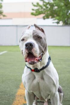 Rescue Pit Bull Terrier Dogs for Adoption in Eagle, Idaho - Domino | PetCurious