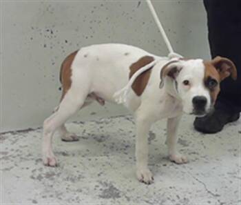 Boxer and Mixed Breed Dogs Available for Adoption in Houston, Texas - CHAMP | PetCurious