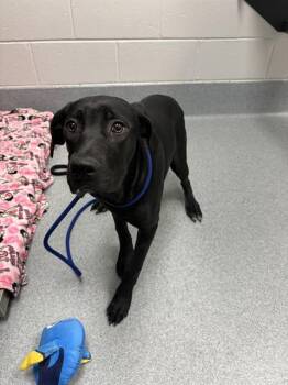 JADA PINKETT -  Cane Corso and German Shepherd Dog Dog Available for Adoption in Indianapolis, Indiana - JADA PINKETT | PetCurious
