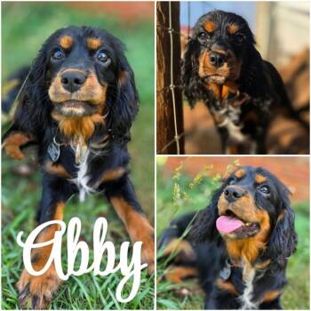 Abby -  Cavalier King Charles Spaniel and English Springer Spaniel Dog for Adoption in Taghkanic, New York - Abby | PetCurious