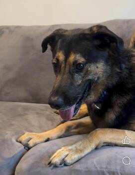 Jake -  Shepherd and Hound Dog for Adoption in Norfolk, Massachusetts - Jake | PetCurious