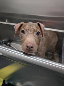 Rescue Mixed Breed Dogs for Adoption in Boise, Idaho - Cooper | PetCurious