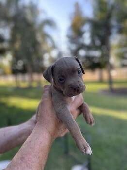 Honey -  Staffordshire Bull Terrier Dog for Adoption in Lodi, California - Honey | PetCurious