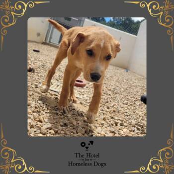 Oppie -  Labrador Retriever and Terrier Dog for Adoption in Cumberland, Rhode Island - Oppie | PetCurious