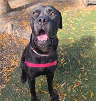 Cane Corso Dogs Available for Adoption in Hayward, California - IRIS | PetCurious
