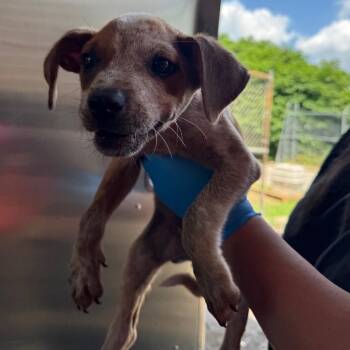 Pallon -  Catahoula Leopard Dog Dog for Adoption in Birmingham, Alabama - Pallon | PetCurious