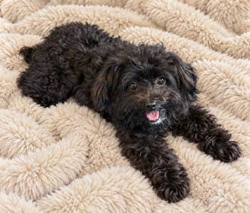PeeWee -  Yorkshire Terrier Dog for Adoption in Sanford, Florida - PeeWee | PetCurious