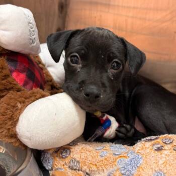 Black Labrador Retriever and Mixed Breed Dogs Available for Adoption - Heavenly Hyacinth | PetCurious