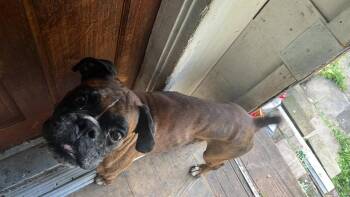 Skippy -  Boxer Dog for Adoption in Monticello, New York - Skippy | PetCurious
