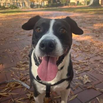 Rescue Mixed Breed Dogs for Adoption in Columbia, South Carolina - Governor | PetCurious