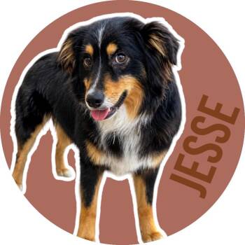 Jesse -  Australian Shepherd Dog for Adoption in Fort Worth, Texas - Jesse | PetCurious