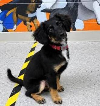Erie -  Aussiedoodle and Australian Shepherd Dog for Adoption in Paris, Kentucky - Erie | PetCurious