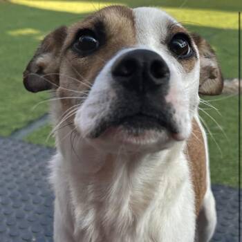 Biscotti -  Mixed Breed Dog for Adoption in Huntington, New York - Biscotti | PetCurious