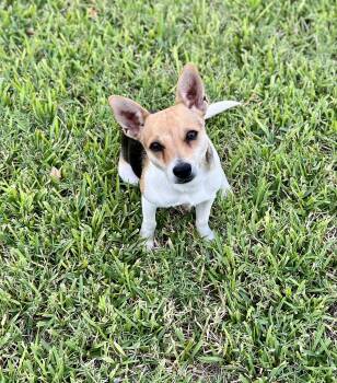 Buck -  Chihuahua Dog for Adoption in Snyder, Texas - Buck | PetCurious