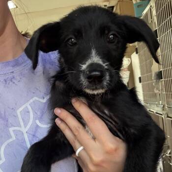 Poodle and Terrier Dogs Available for Adoption in Eastford, Connecticut - CT Tangy Tropical Bubblegum | PetCurious