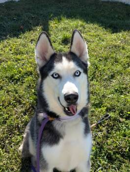 Rescue Siberian Husky Dogs for Adoption in Osage Beach, Missouri - Togo | PetCurious