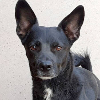 Kai -  Husky Dog for Adoption in Phoenix, Arizona - Kai | PetCurious
