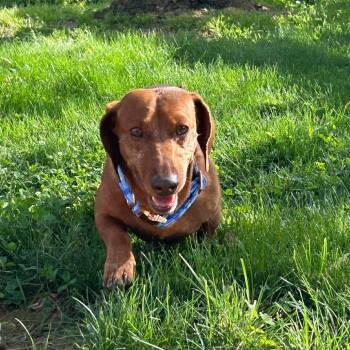 Dachshund Dogs Available for Adoption in Jackson, Missouri - Jute | PetCurious