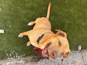 Rescue Labrador Retriever and Pit Bull Terrier Dogs for Adoption in Whittier, California - Toby | PetCurious