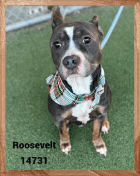 Rescue American Bully and Pit Bull Terrier Dogs for Adoption in Marietta, Georgia - ROOSEVELT | PetCurious