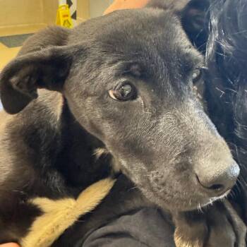 Mixed Breed Dogs Available for Adoption - Solovino | PetCurious