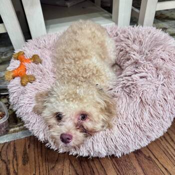 STELLA -  Poodle Dog for Adoption in Waterford, New Jersey - STELLA | PetCurious