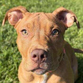 Goldie -  Pit Bull Terrier Dog for Adoption in Jefferson, Wisconsin - Goldie | PetCurious