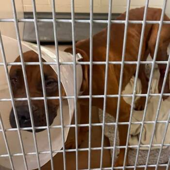 Franny -  Mixed Breed and Boxer Dog for Adoption in Salt Lake City, Utah - Franny | PetCurious