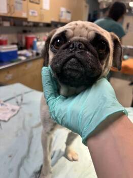 PUGZILLA -  Pug Dog for Adoption in Riverside, California - PUGZILLA | PetCurious