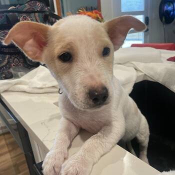 Corgi and Jack Russell Terrier Dogs Available for Adoption - Bashful | PetCurious